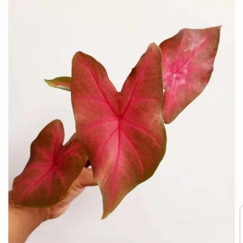 Keladi Mirzani tanaman Hias Bibit Keladi Mirzani Tanaman Hias Caladium Mirzani