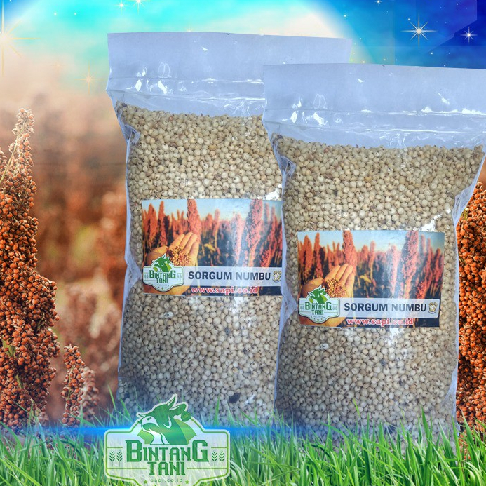 Sorgum Numbu 1 Kg - Star Farn