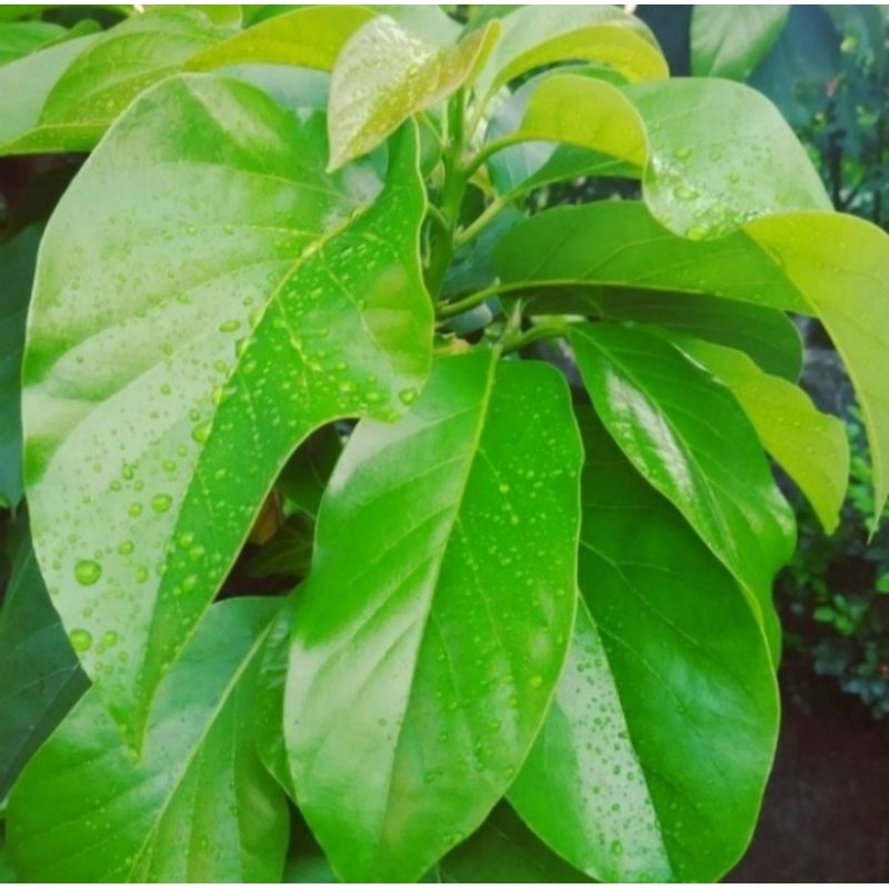 

Daun Alpukat Segar Netto 100 gram Original