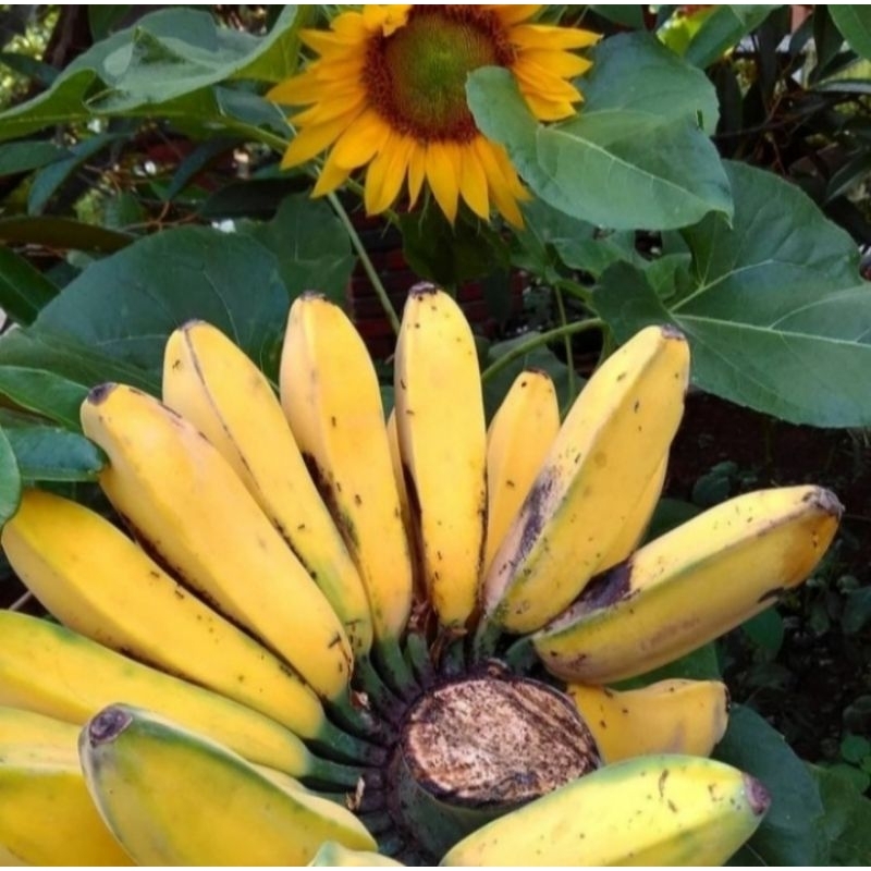 

Pisang Kepok Segar Per 1 Tandan Original