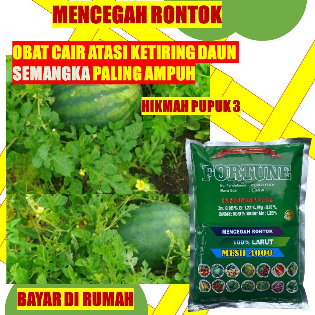 OBAT KERITING DAUN SEMANGKA PALING LARIS FORTUNE 1 KG  MENGOBATI VIRUS KUNING BULE SEMANGKA PUPUK TE
