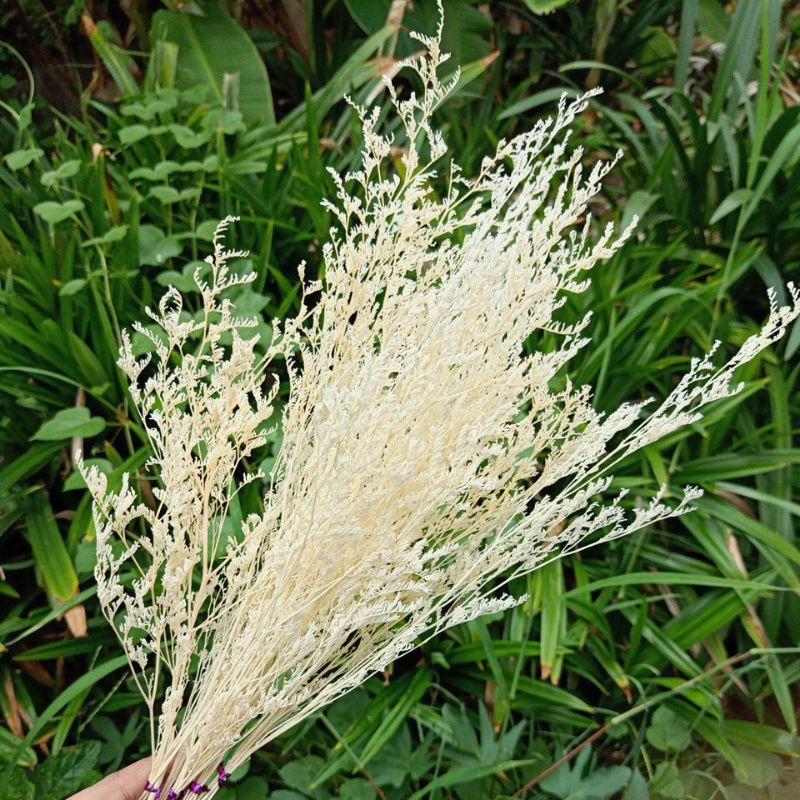 Dried caspea putih bunga kering bunga hiasan mahar bahan buket