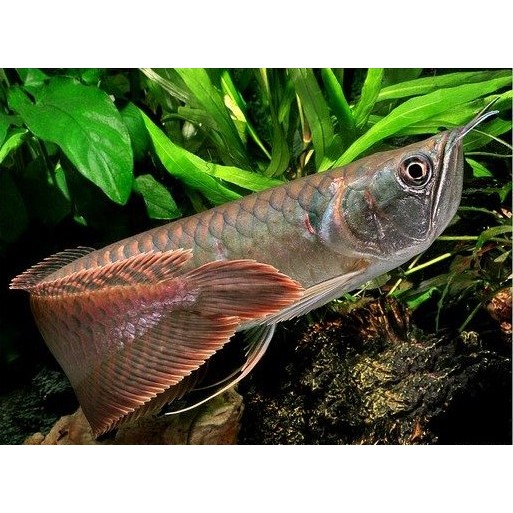 Baby Silver Red / Silver Brazil 19 - 120 cm / ARWANA SILVER RED/BRAZIL