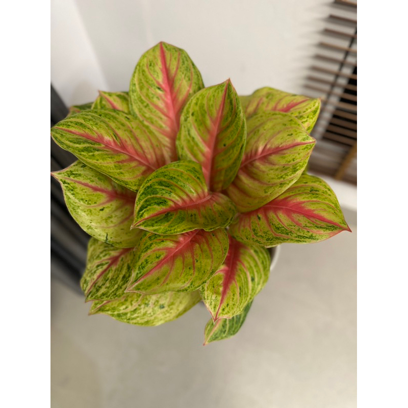 Aglonema Andini Rumpun 3 (Indukan)