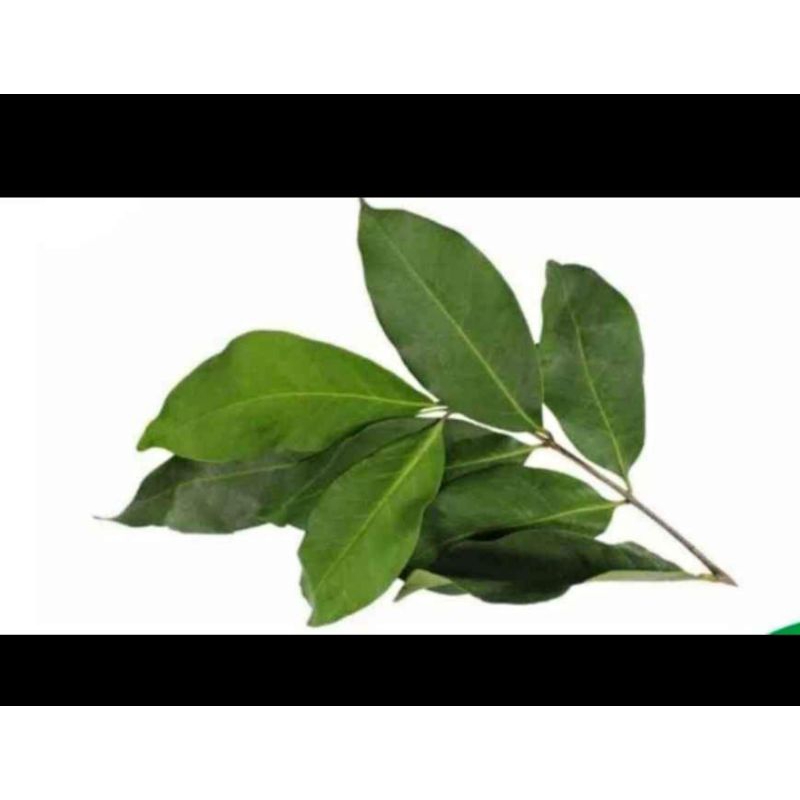 

DAUN SALAM 50gram