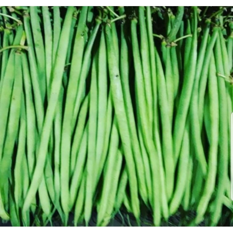 

BUNCIS SEGAR / FRESH GREEN BEANS