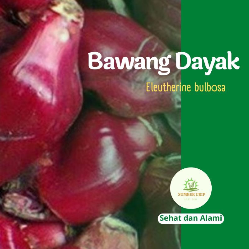 

Bawang Dayak Segar Eleutherine bulbosa Bawang Sabrang 1 kg