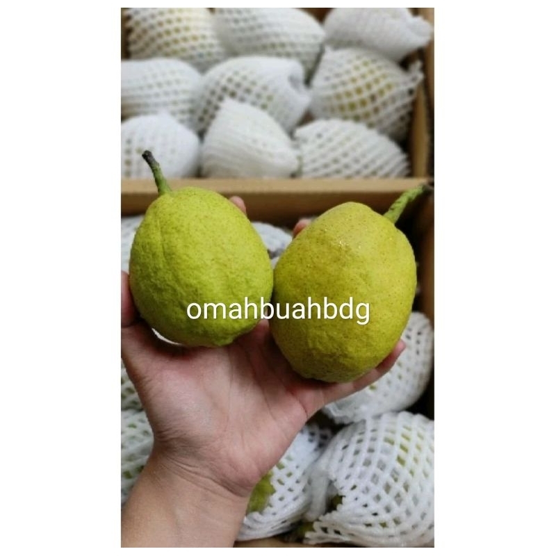 

Pear Xianglie