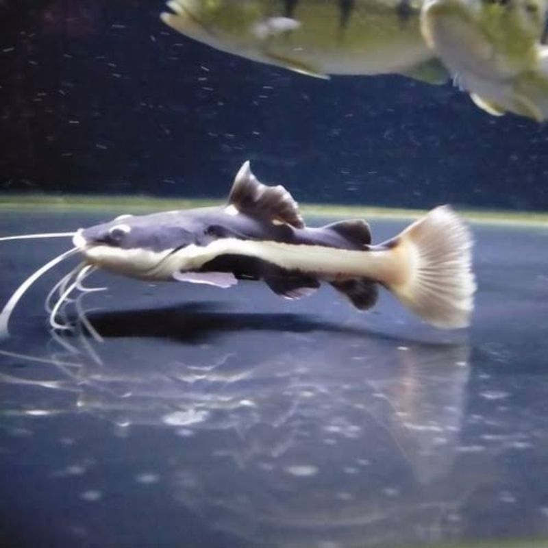 red tail catfish rtc baby 11 12 cm