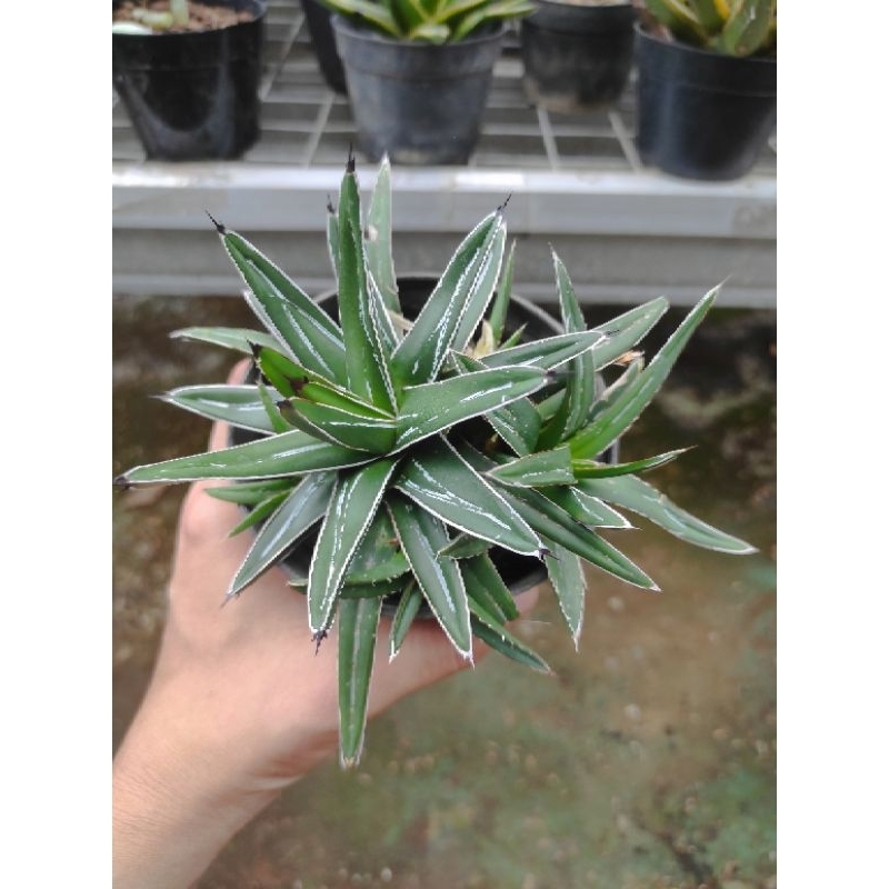 Agave Victoriae Reginae Hijau / Agave