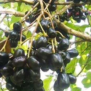 

Buah juwet buah jamblang 800 grm fresh di petik jika ada pesanan