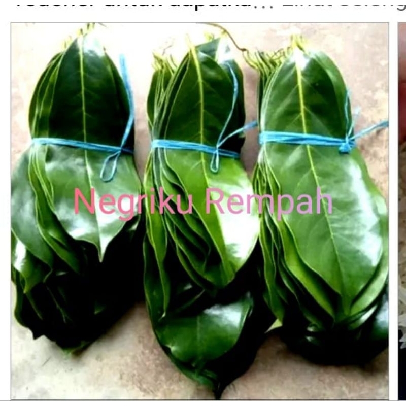 

Daun Sirsak Segar 100 Lembar obat Herbal