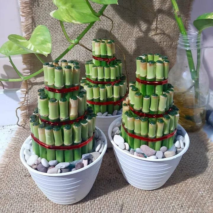 Tanaman Hias Bambu Hoki 3 susun / Bambu Hoki Model Spiral