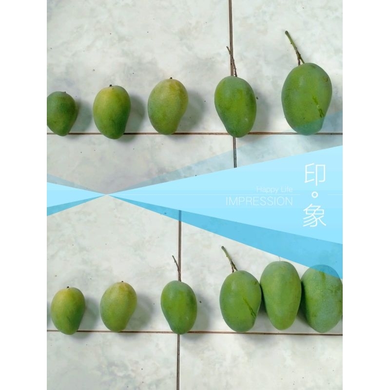 

Mangga alpukat mangga harummanis mangga gadung