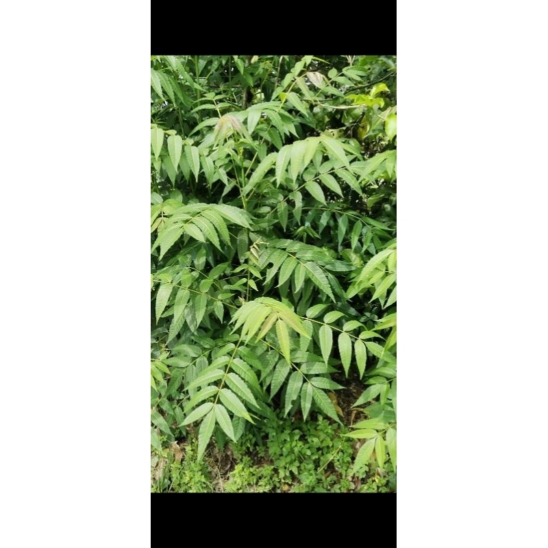 

Bibit tanaman xiangchun hijau