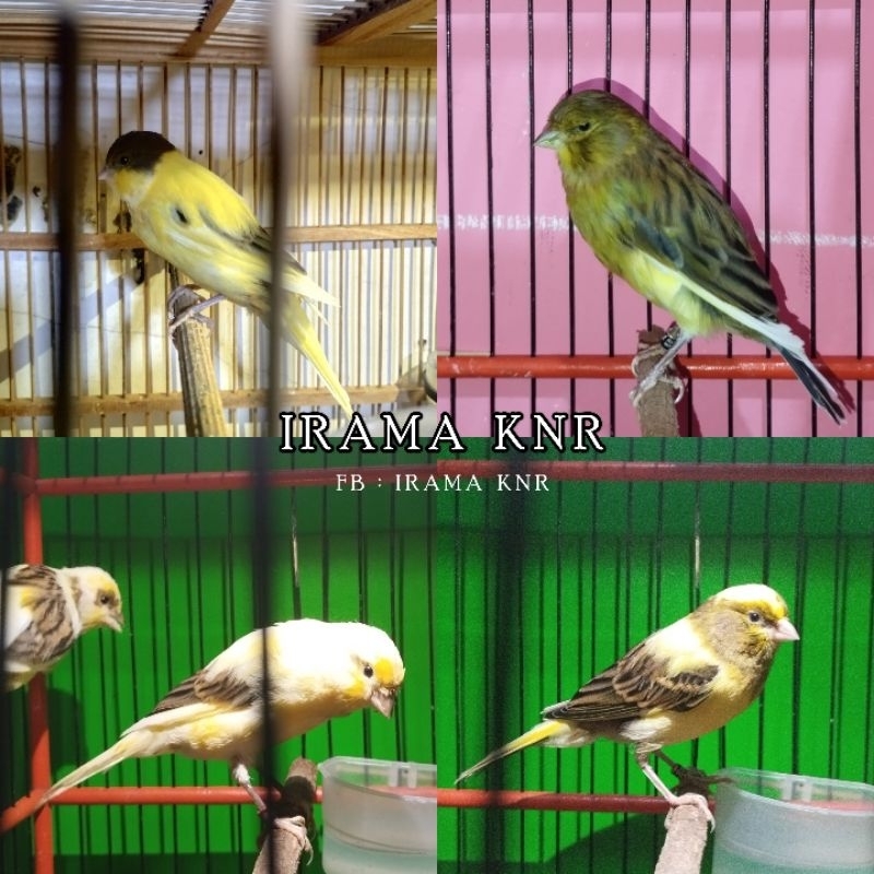 Kenari AF AFS Bahan Lapangan Siap Gantang