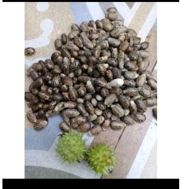 

biji kaliki bual pale kemiri bagus biar matang harga/30biji