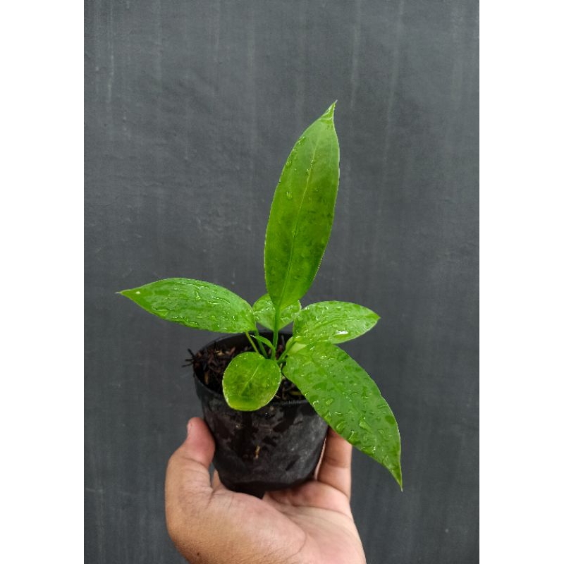 Anthurium Vittarifolium / Anthurium Dasi