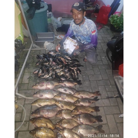 Wow Murah Meriah.. BLACK GACOY oplosan terbaik lomba ikan mas,galapung,galatama,cocok semua media um
