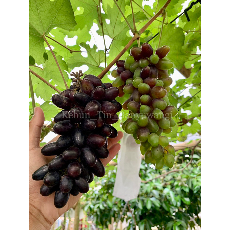 bibit anggur import Valid