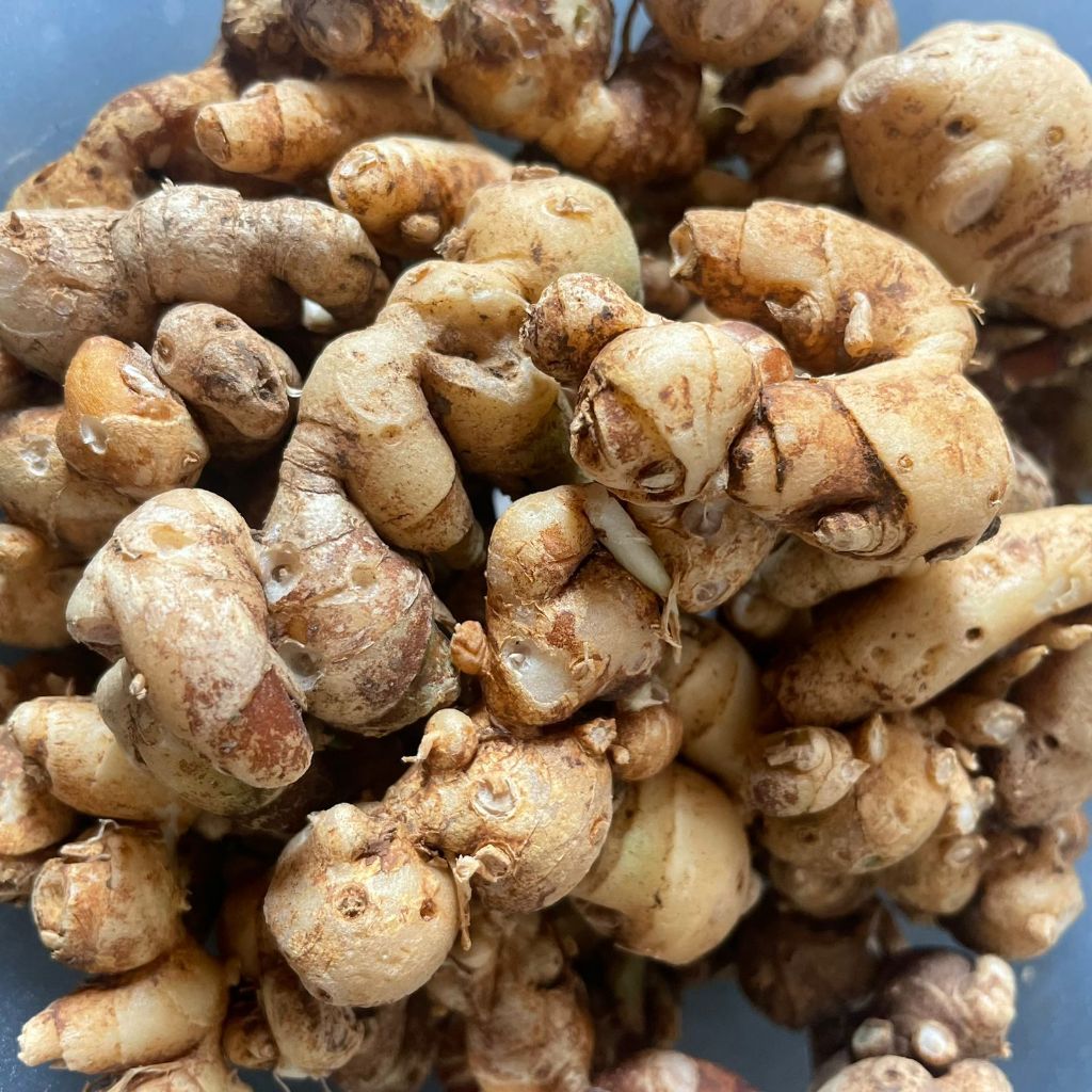 Kencur Segar 1 kg / Kencur Super