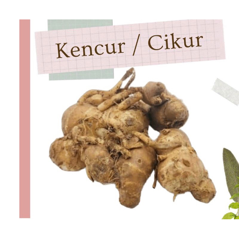 

Kencur 100gr / Cikur Rempah Tradisional / Cikur Segar 100grm