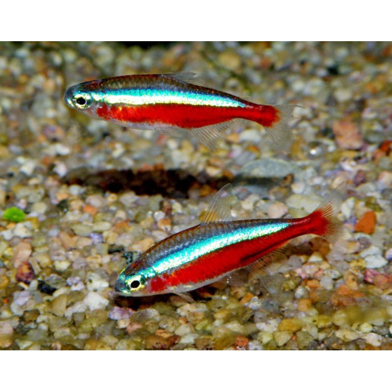 Ikan Cardinal Tetra