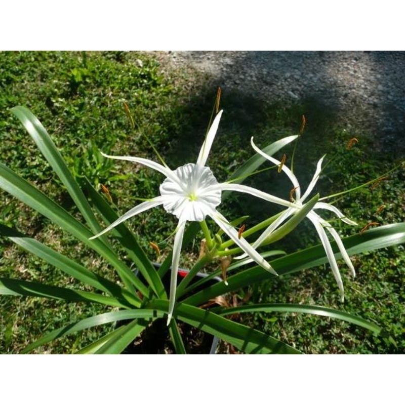 Tanaman hias bakung lele/hymenocallis