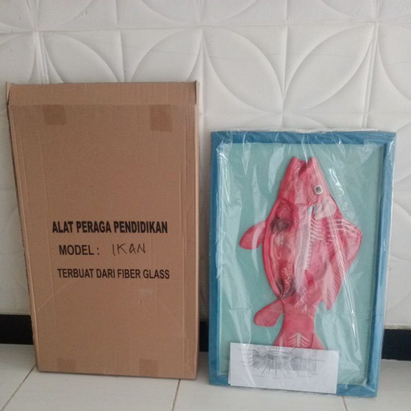 

Model / Penampang Ikan / Alat Peraga Pendidikan