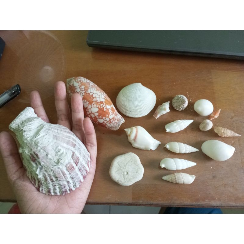 Hiasan Aquarium / Akuarium Cangkang Kerang Keong