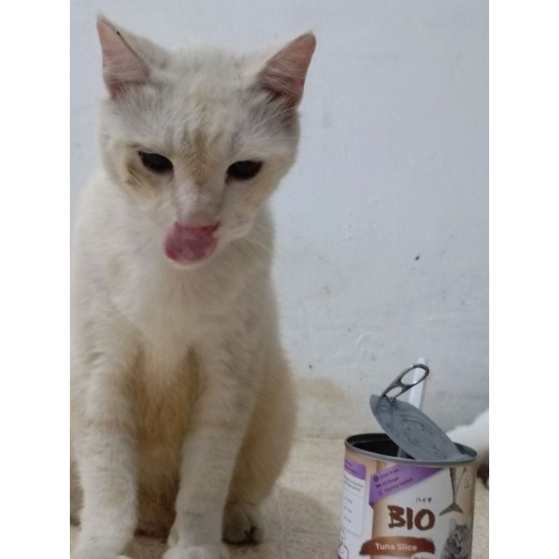 Voucer Kuota Steril Kucing Betina Paket Inap Terpercaya Terjangkau