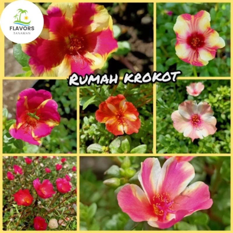 Tanaman hias krokot duna Mossrose/ Portulaca 7 id