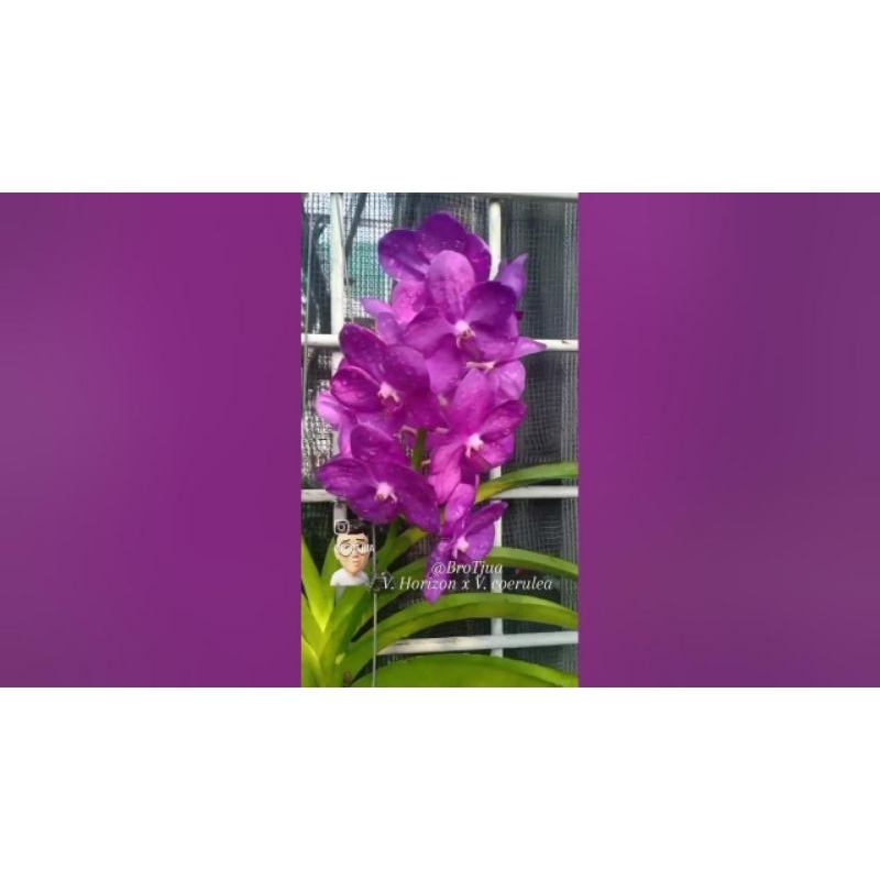 vanda horison coerulea