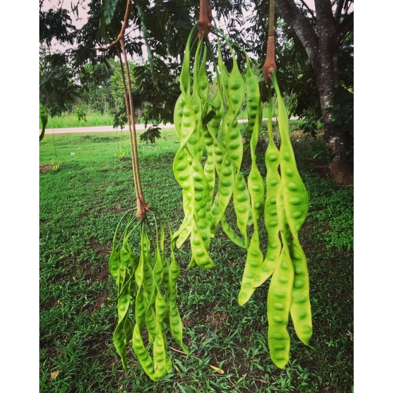 Tanaman pete petai lamtoro jumbo / bibit peutey pelending besar okulasi sambung pucuk