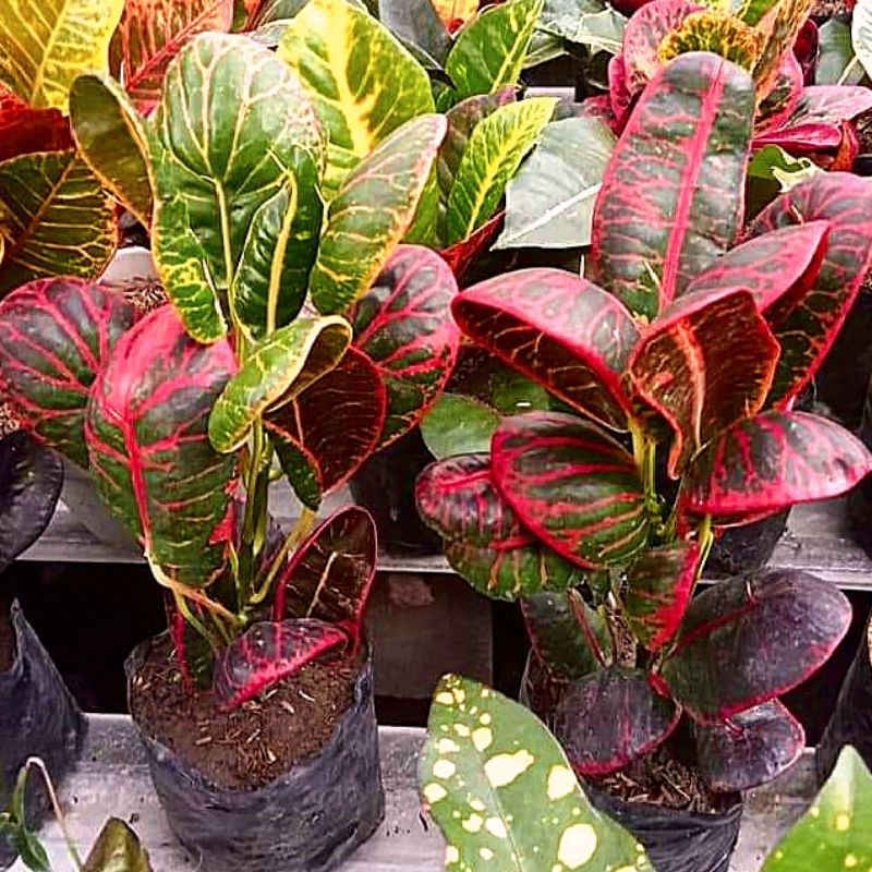 Puring APEL Centong Merah