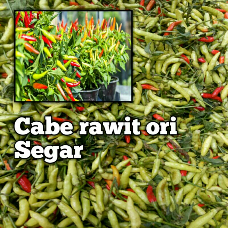 

Cabe rawit ori segar