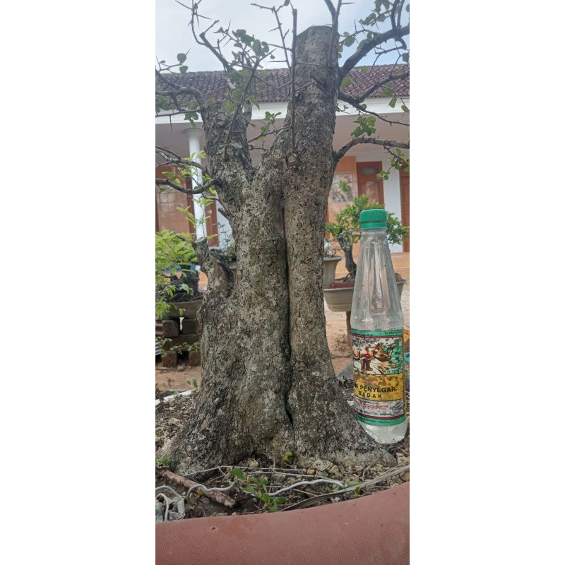Bonsai Rukam siap berbuah spesial unik terbaru real pict
