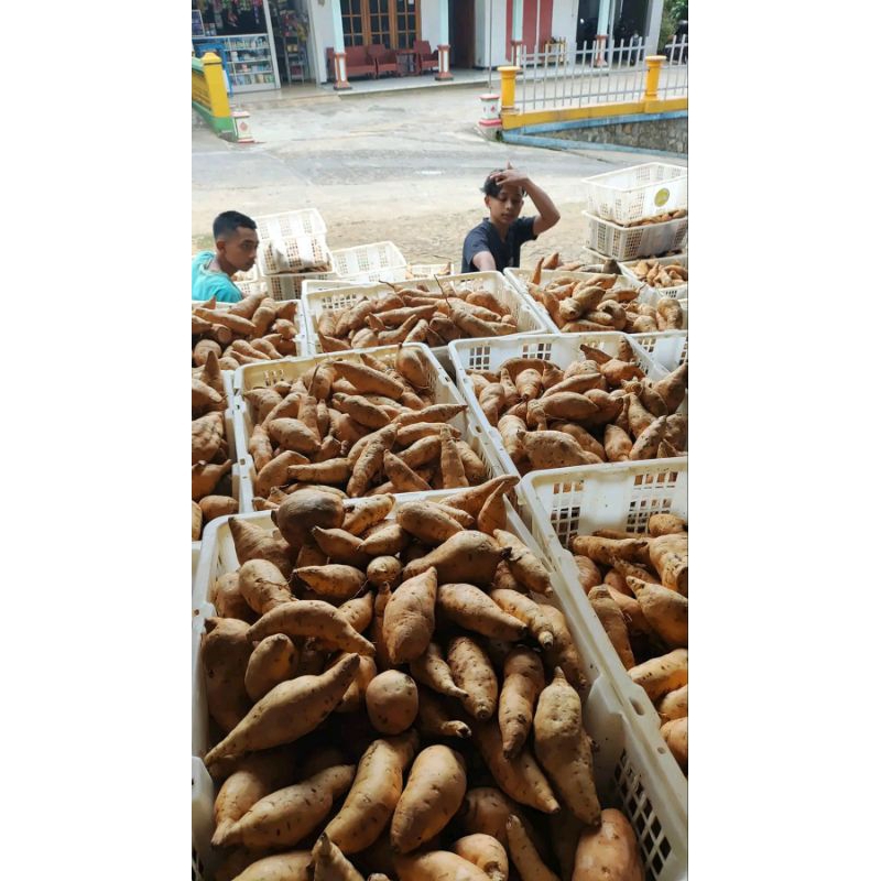 

Ubi Madu Asli Ubi Madu Spek Oven Asli Bulukerto Wonogiri Mentah Bersih 5 Kg