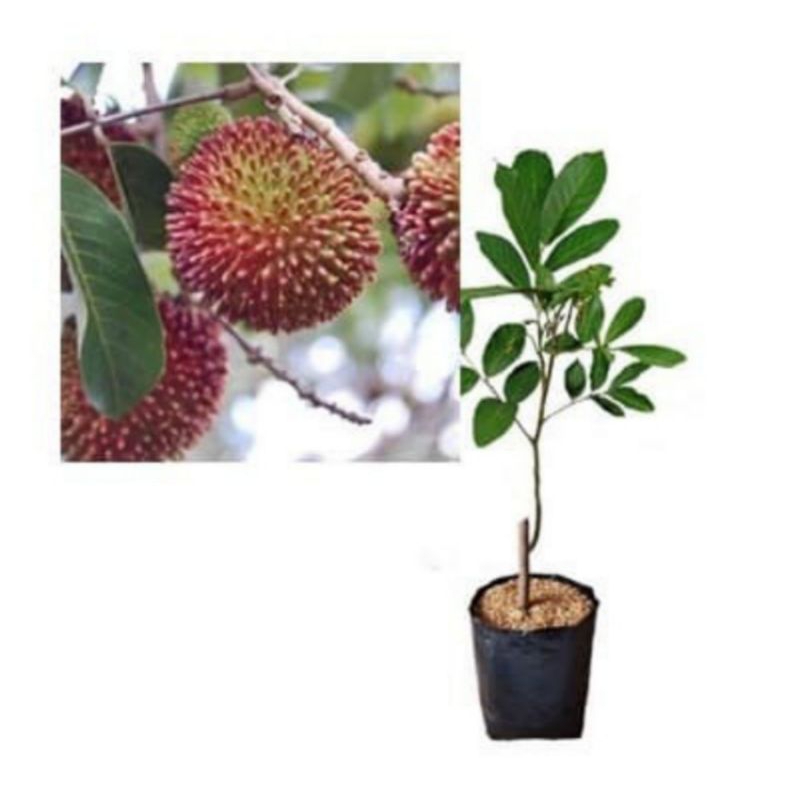 Bibit Buah Rambutan Rapiah, Okulasi, Siap Berbuah