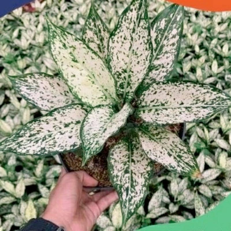 snowwhite aglonema (tanaman hias siam paragon) daun rimbun, murrrrrrrahhhh