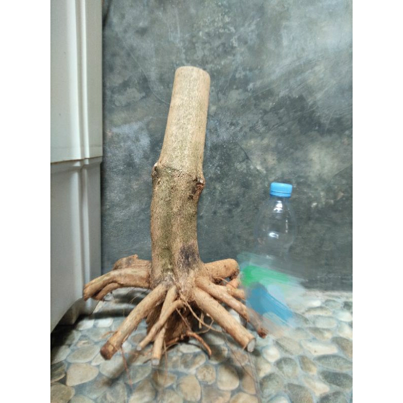 sancang bonggol besar