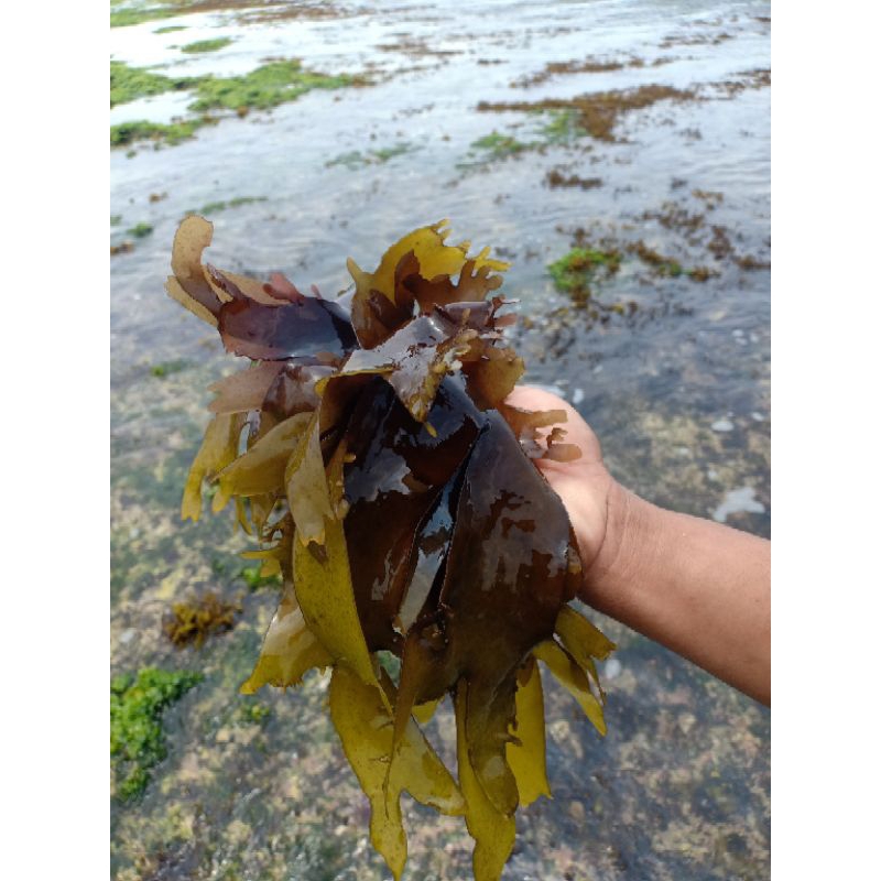 

rumput laut palminaria