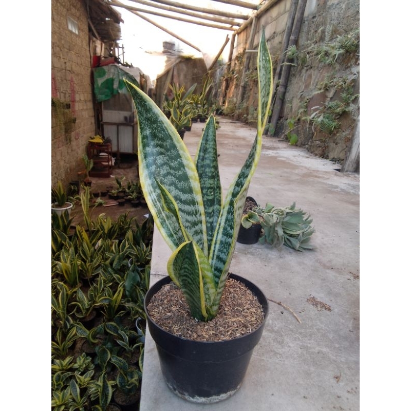 sensivera superba jumbo