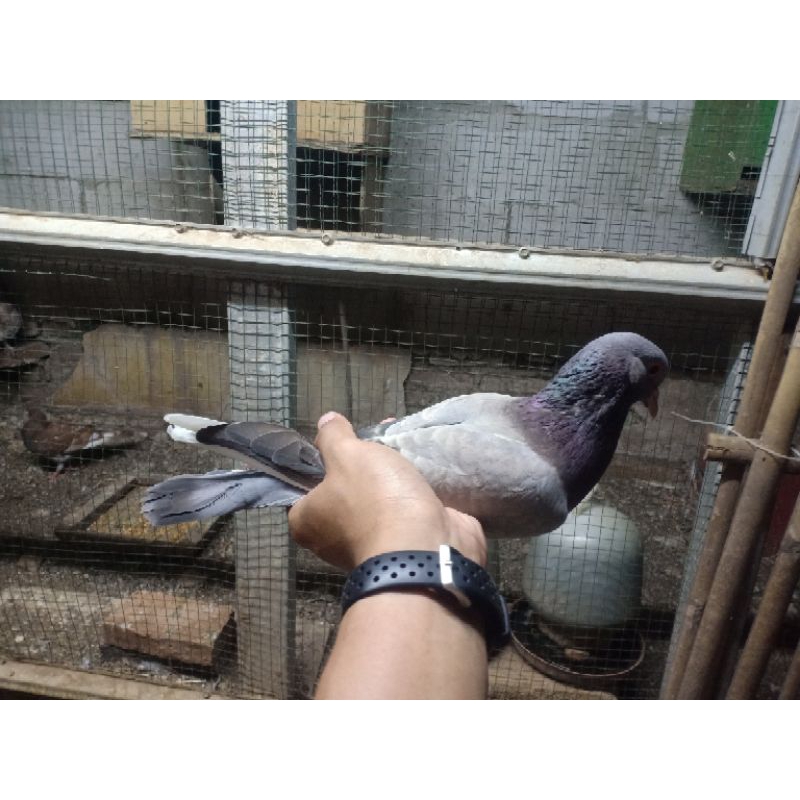 merpati piyikan JANTAN/BETINA siap jodoh