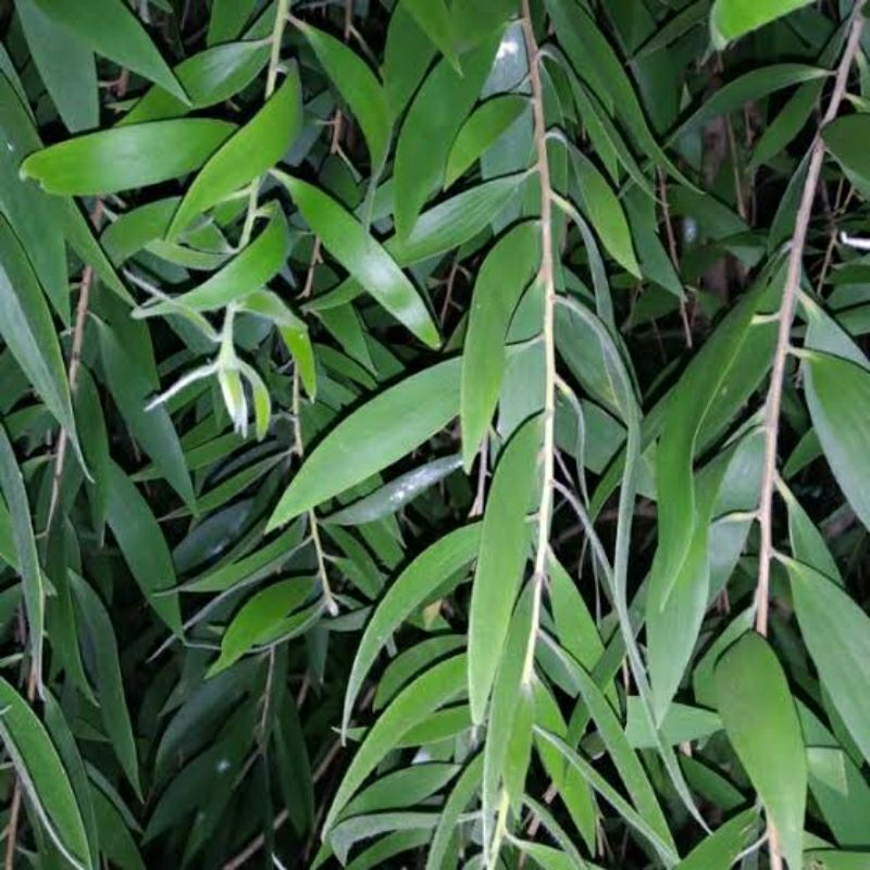 TERMURAH - Daun Minyak Kayu Putih Segar Alami