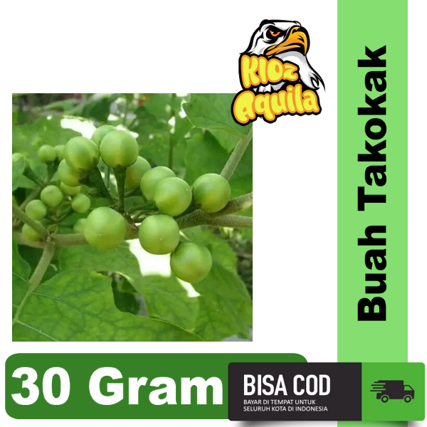 

Pokak/ Rimbang/ Takokak 30 gram