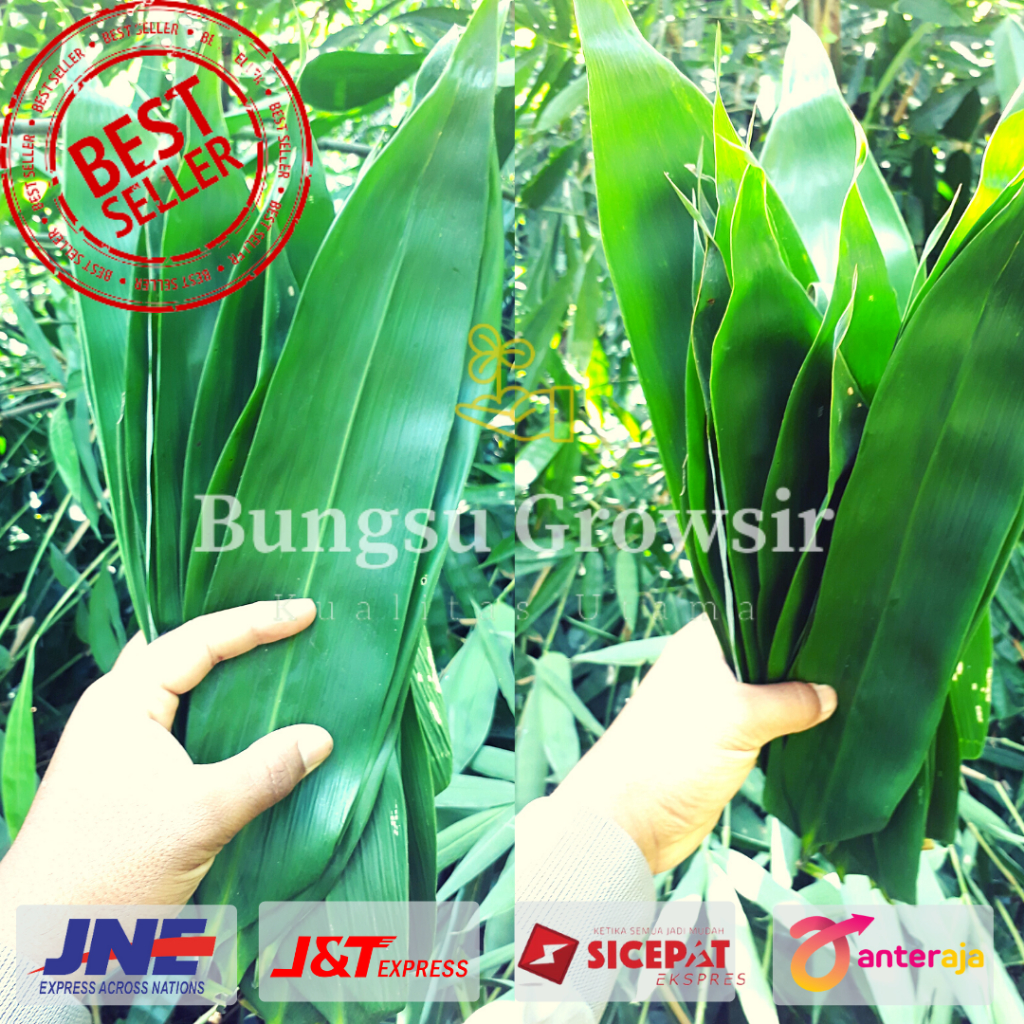 

Daun Bambu Segar Perlembar