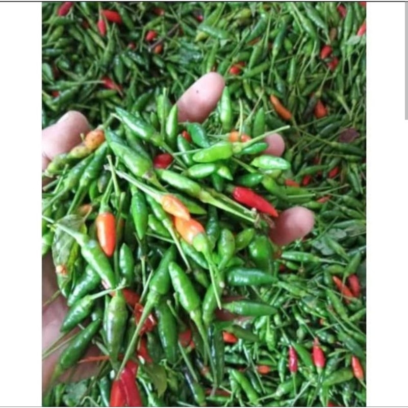 

Cabe Cabai Rawit Segar Cabe Gunung Jember Ready Stok