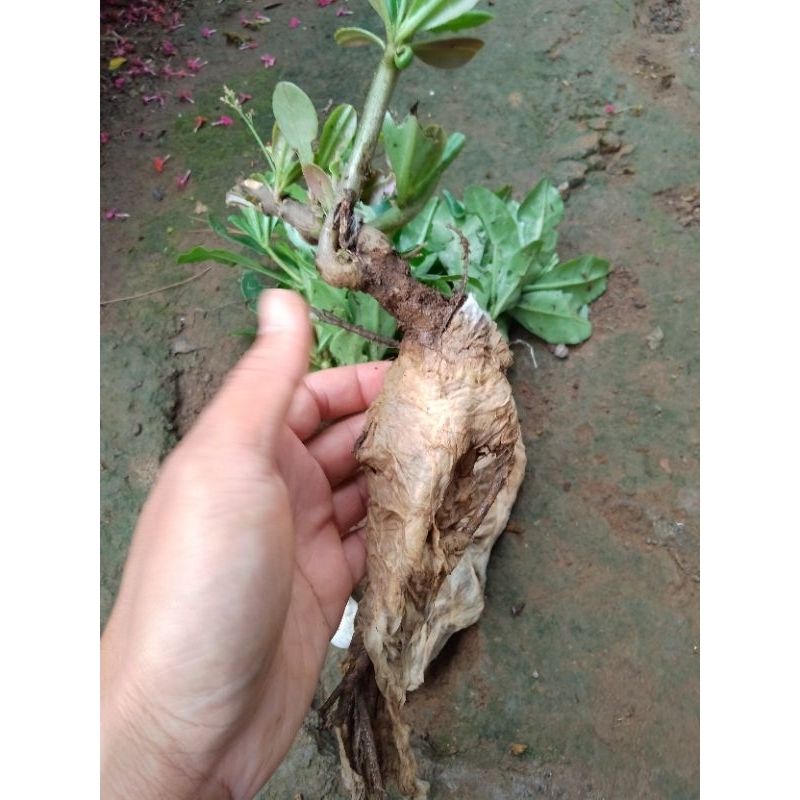 BIBIT GINSENG JAWA / TANAMAN GINSENG JAWA / BENIH GINSENG JAWA