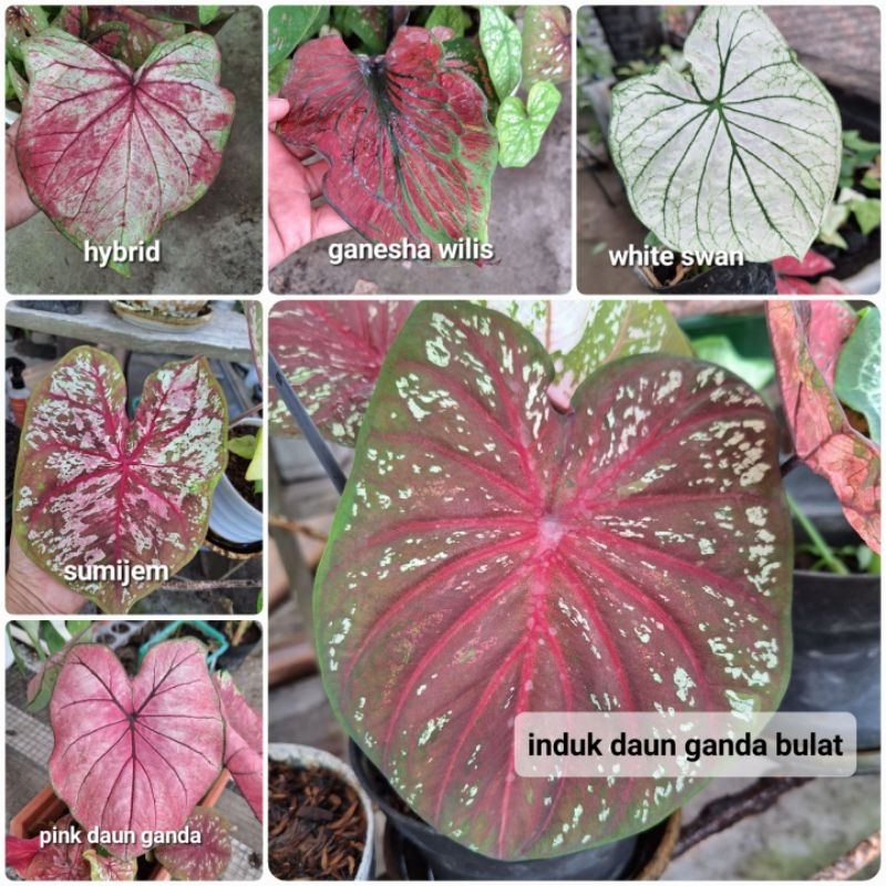 BIJI KELADI / BENIH KELADI / KELADI HYBRID